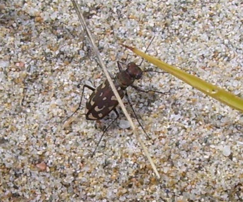 Questa immagine ha l'attributo alt vuoto; il nome del file è A-Rare-Animal-The-Sardinian-Cicindela-Cosimo-Conteddu-Zelia-Naso-Nadia-Piredda-1-1.jpg