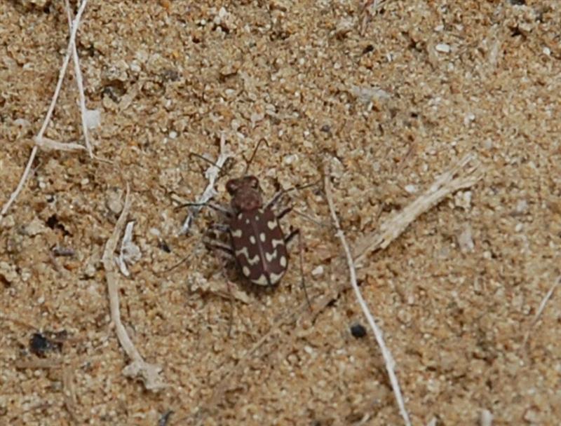 Questa immagine ha l'attributo alt vuoto; il nome del file è A-Rare-Animal-The-Sardinian-Cicindela-Cosimo-Conteddu-Zelia-Naso-Nadia-Piredda-2.jpg